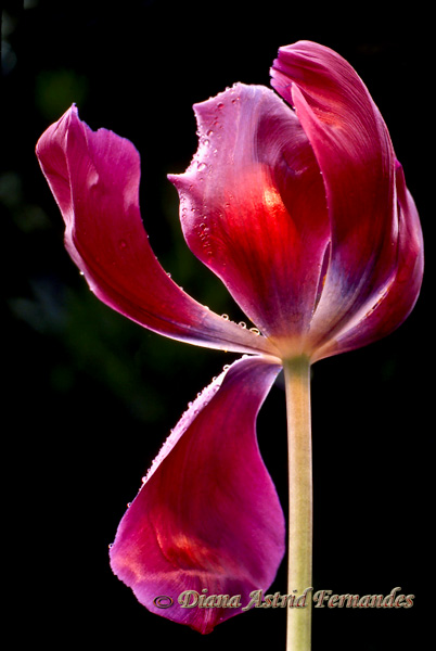 Tulip-with-drooping-petal